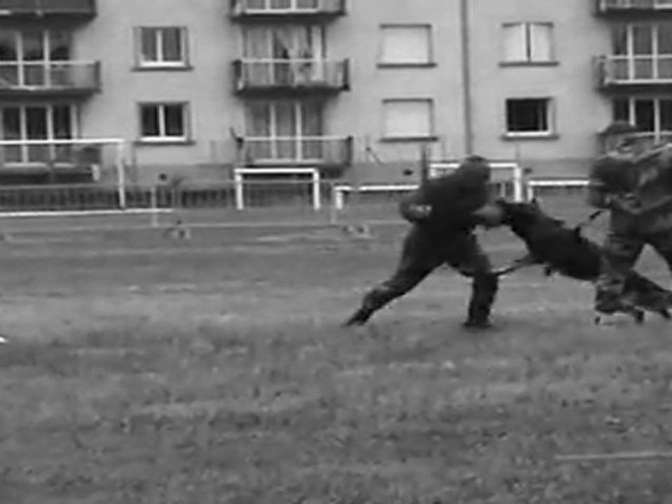 journée porte ouverte 8 ieme Rpima demo cyno C.E.I.T.O.