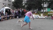 Конкурс "Юный хендлер"