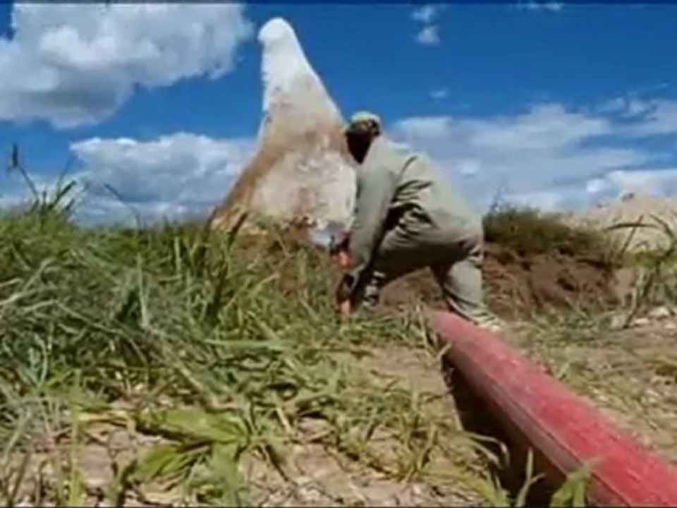 SUPERSTRUCTURES ANIMALES - L'ENERGIE