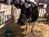 La ferme s'invite dans le centre-ville du Mans