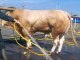 Bergerac : les éleveurs passent leurs bovins à la toilette