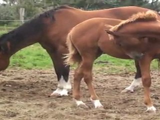 LE CADEAU DES FRERES TERRY NOTRE POULICHE NOMME B.......