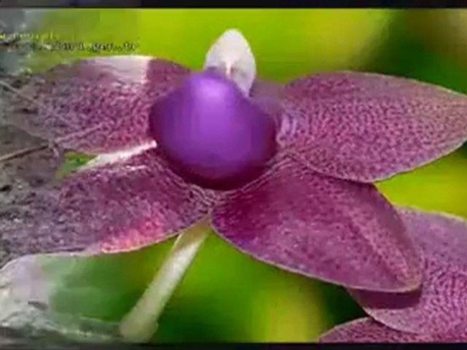 BEN SEVDAMI GÜLE VERDİM - izle indir klibi şarkısı videosu