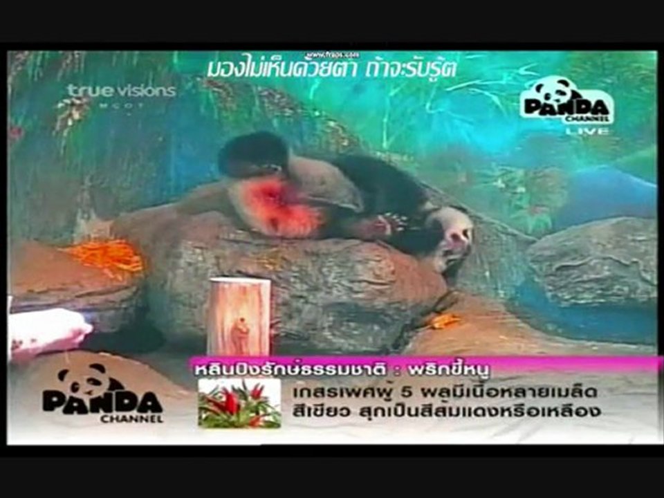 PANDA LinPing-มากมาย 2