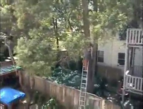 Tree Trimming Fail