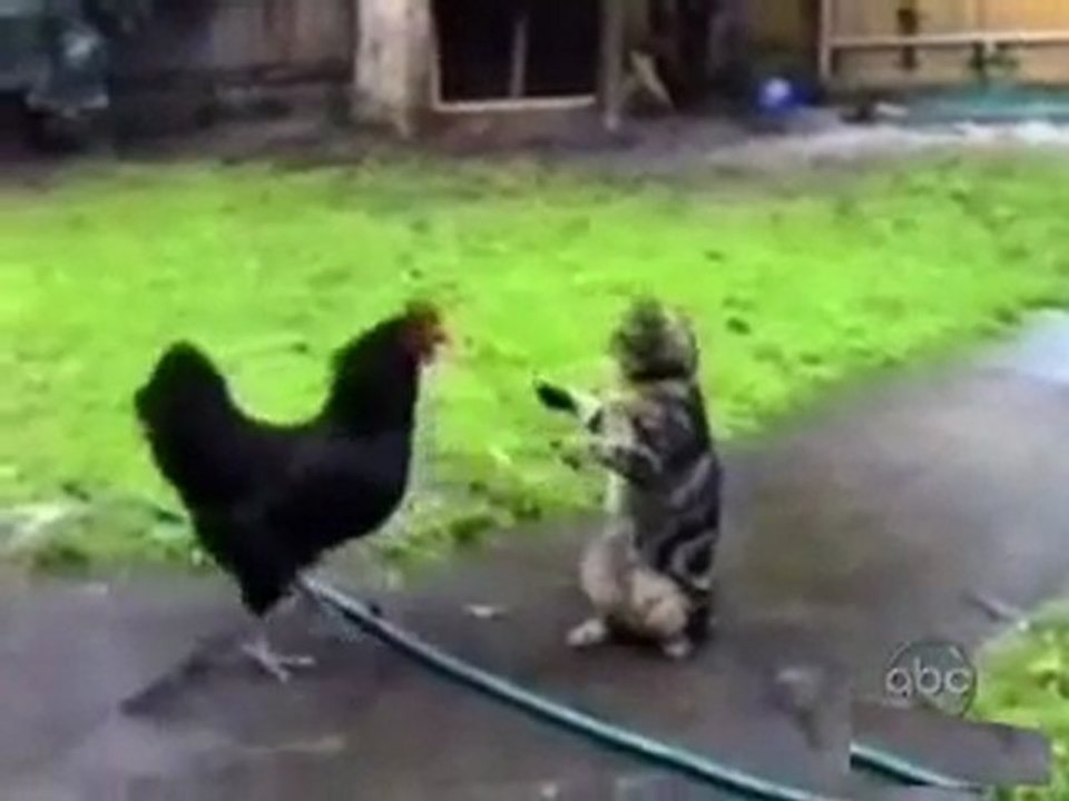 Ein paar Katzen-Fails