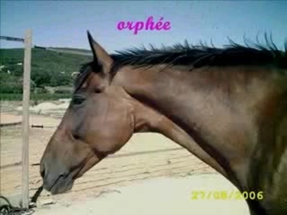 orphée et moi2