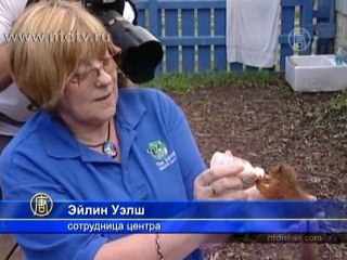 Пострадавшие от урагана белки нашли новый дом