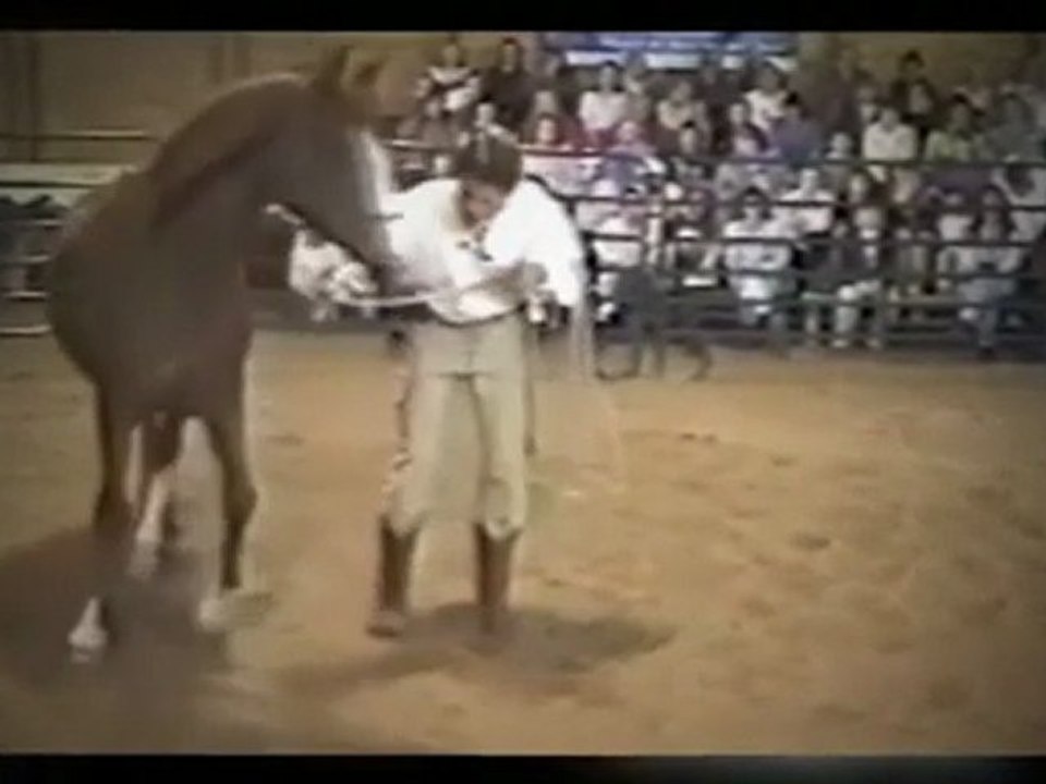 Horse leg wrapping tips