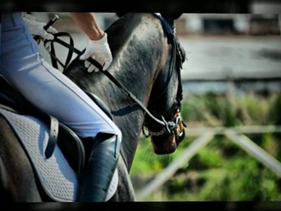 Horse Reining Competitions