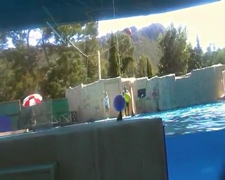 Dolphins training.