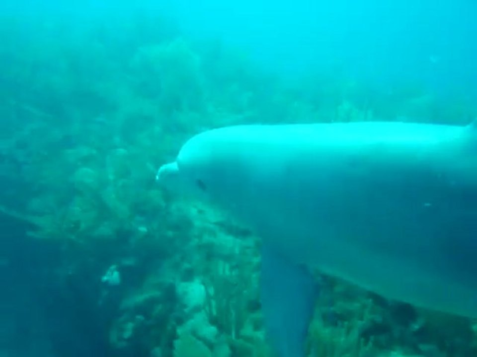 Plongée avec le dauphin