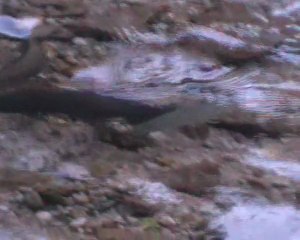 le long des berges 2011 partie1