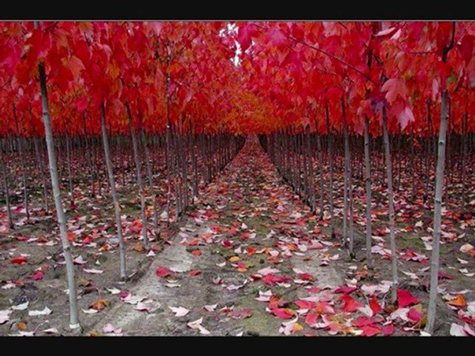 Gece 3 Bir gün anlarsın şiir