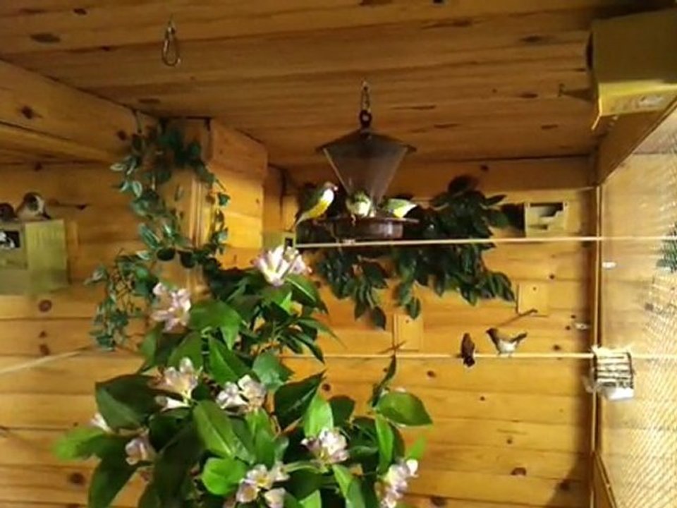 mes oiseaux
