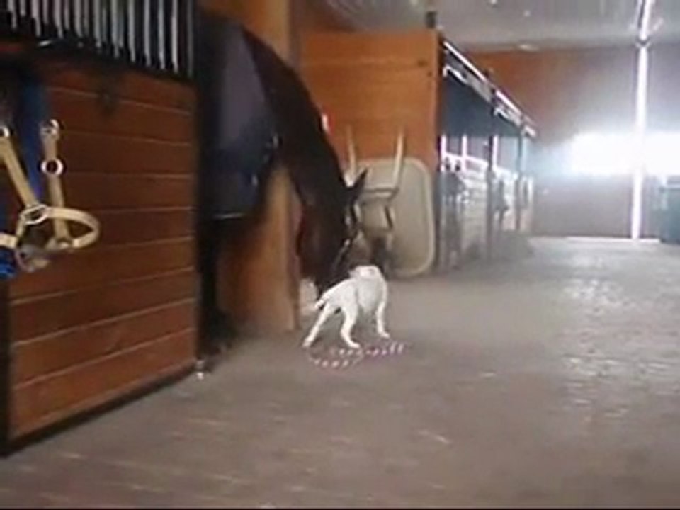 NO DOG SHOULD BE BEATEN