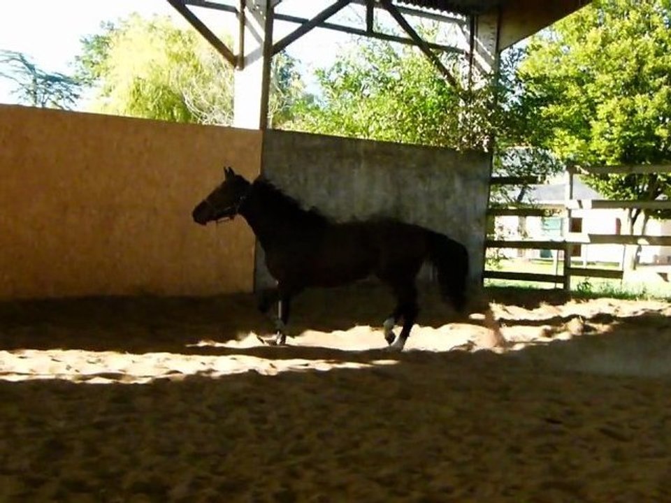 kouron z 4 ans trot