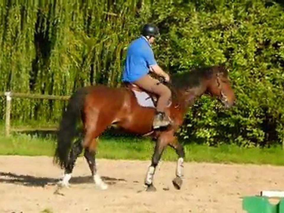 kouron Z au pas monté