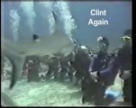 Personal Growth Scuba Diving With Sharks - Motivational ...