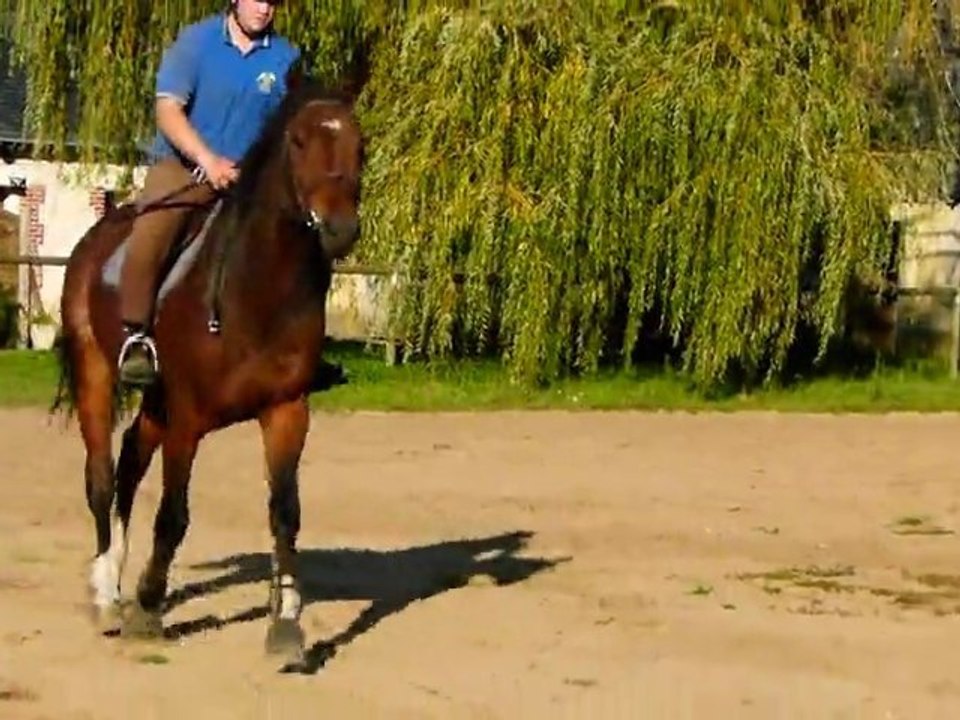 kouron z au trot monté
