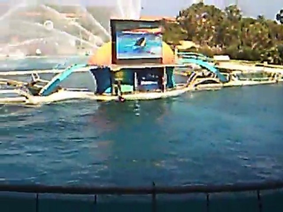 Les orques  de Marineland