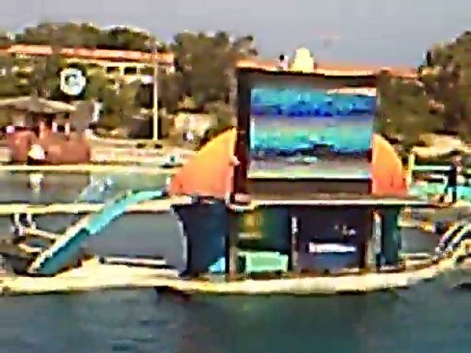 Les orques  de Marineland