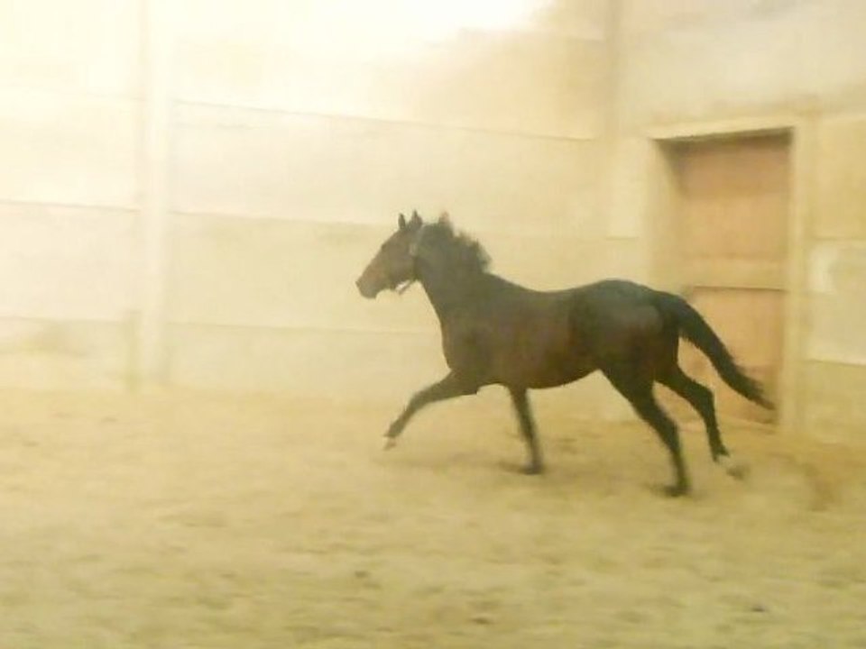 ckianty galop et trot lib