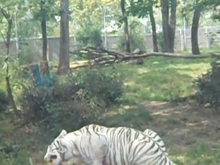 Le goûter des fauves Natur'Zoo Mervent