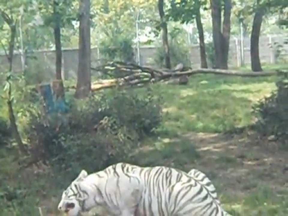 Le goûter des fauves Natur'Zoo Mervent