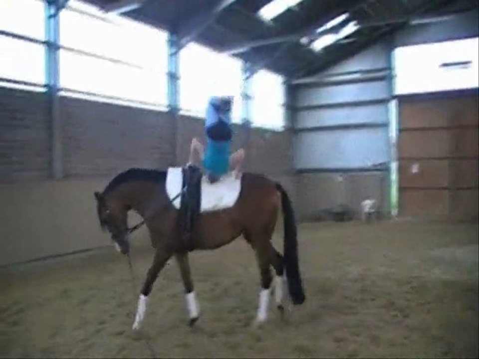 Frieda, voltigierpferd zu verkaufen