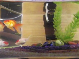 mes poissons tête de lion et écailles perlées