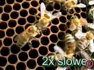 Bees fighting varoa