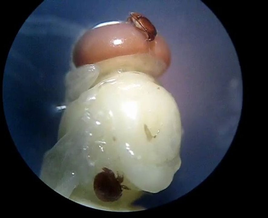 La danza de varroa
