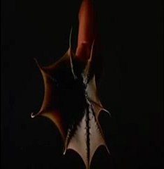 Denizaltının en şaşırtıcı ışıklı canlıları