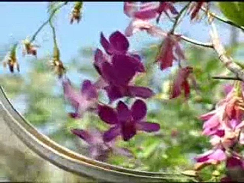 İslam dünyası Hz. Mehdi (a.s.)'ı nasıl tanıyacak?