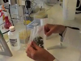 Handling Nosema Samples