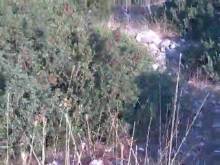 ''ŞİMA'' HER GEÇEN GÜN GÜZELLEŞMEYE DEVAM EDİYOR .