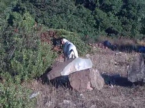 ''ŞİMA'' FERMA VİDEO 2011 BILDIRCIN .