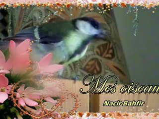 Mes Oiseaux - Mésange Charbonnière