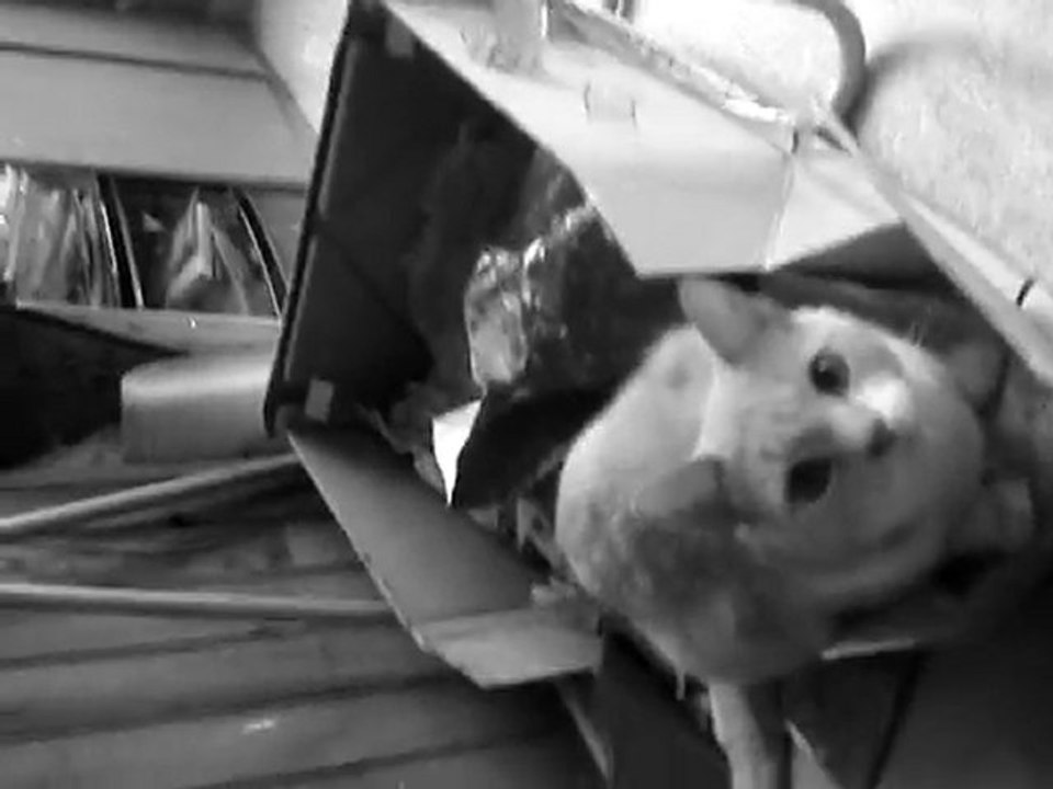 Padawan et l'assasymphonie