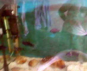 tropheus duboisi kurtuluş