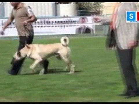 Sivas Kangalı İlk Kez Uluslararası Yarışmada