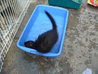Inaya qui joue dans l eau
