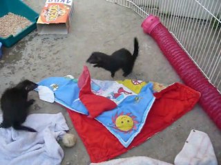 Kenjy , Kaïna et Inaya qui jouent  dehors