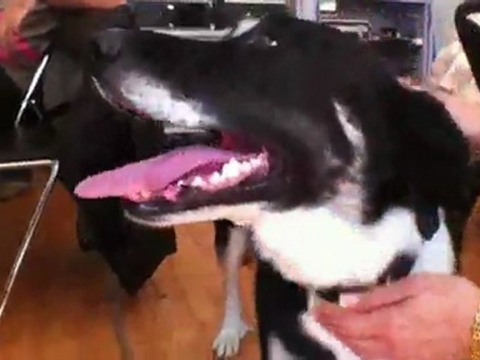 Festival de Loire 2011 : Virgule, la patte animal du festival de Loire