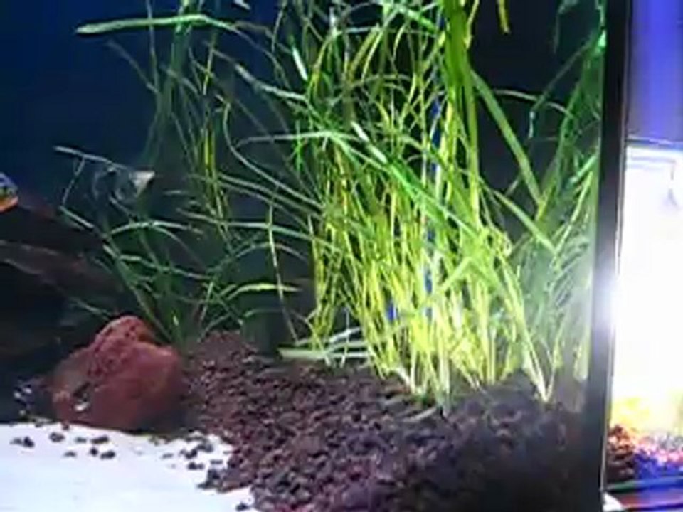 Double Algea Scrubber ATS