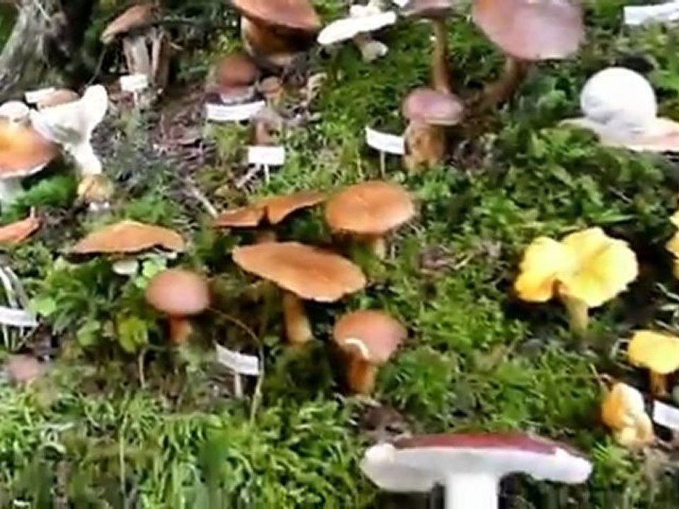 Schwammerlaltar Zell 2011