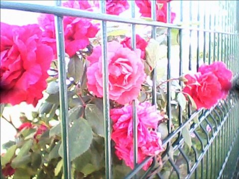 Filmim Erdal Eren,e __Şiir Abdullah Oral