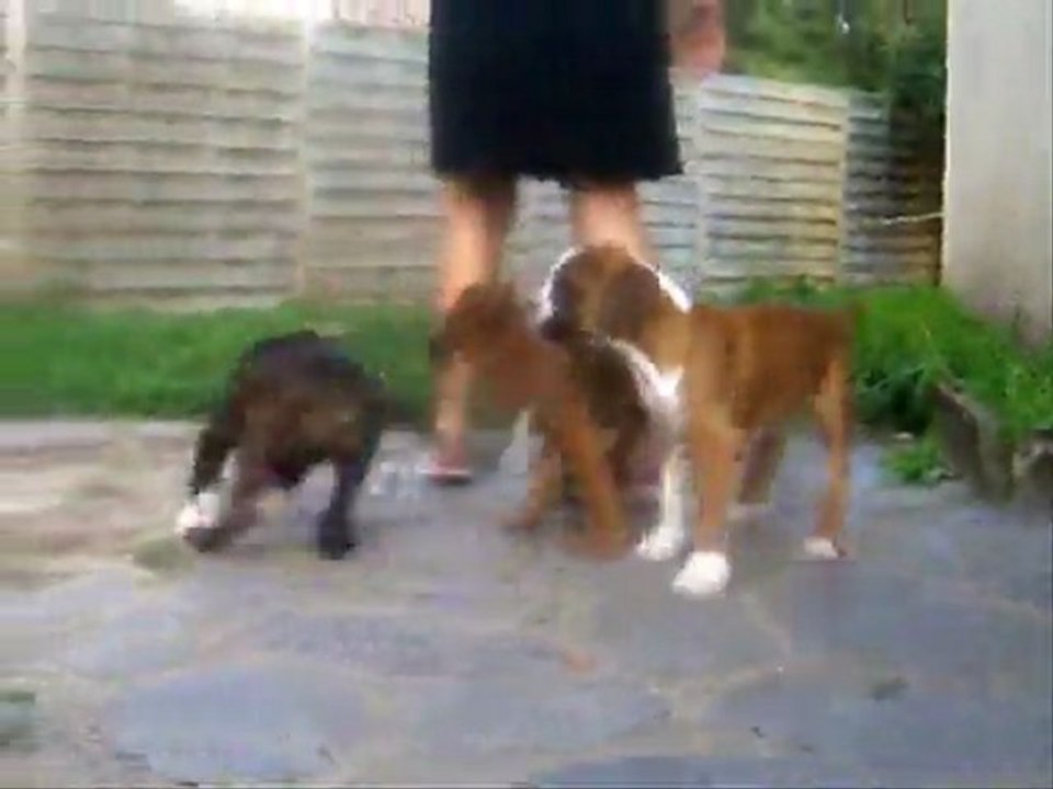 "Nous fêtons le retour de Victoria !!" à 8 semaines. (CHEYENNE de SAINT QUINIS X UCELLO du DOLON / Portée des "G" 2011)