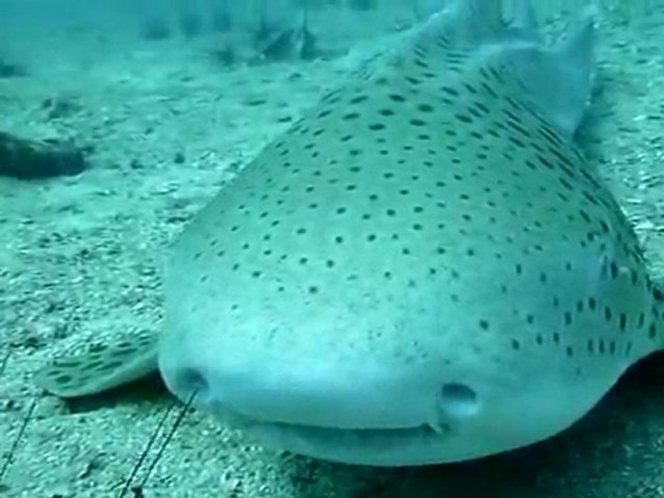 Tauchausbildung Phuket - Tauchen Thailand - Merlin Divers Phuket